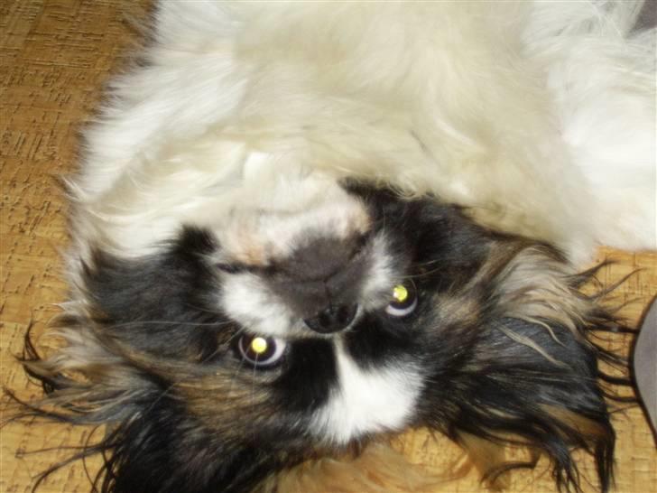 Pekingeser Merle R.I.P. 2006-2011 - Jeg kan også på hovedet....  billede 14