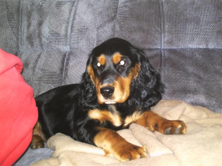 Cocker spaniel sheeva billede 11