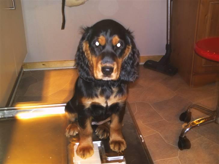 Cocker spaniel sheeva billede 12