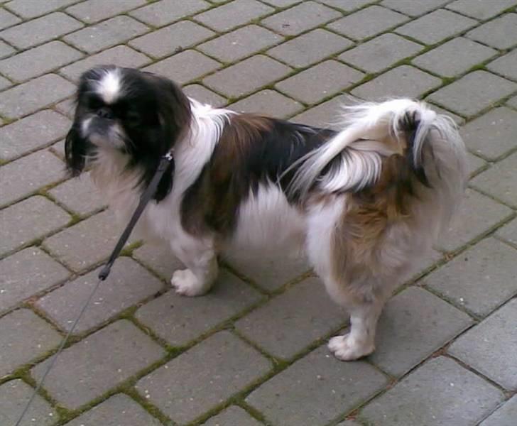 Pekingeser Merle R.I.P. 2006-2011 - Jeg har lige været ved hunde frisør . Er jeg ik fin? billede 15