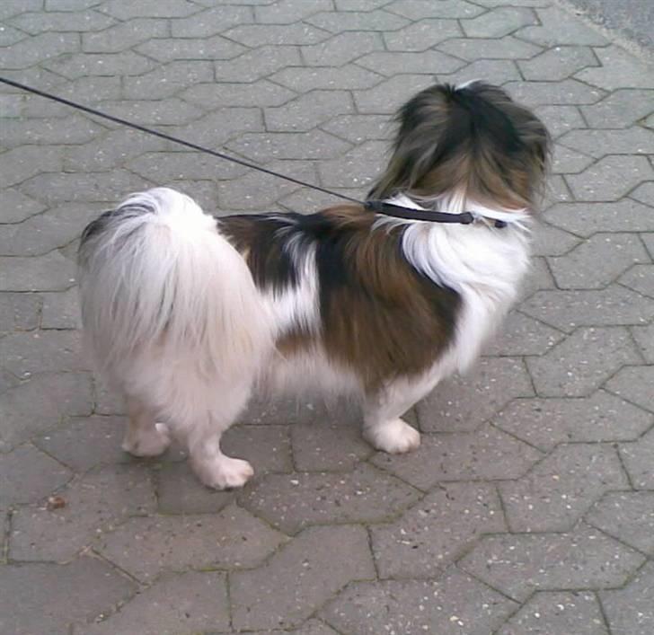 Pekingeser Merle R.I.P. 2006-2011 - Det er utrolig så hvid jeg kunne blive, efter sådan en badetur.  billede 16