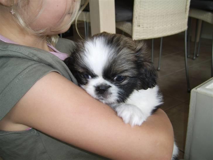 Pekingeser Merle R.I.P. 2006-2011 - Merle som helt ny... nååå sikke nuttet han er :) billede 17