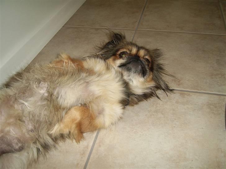 Pekingeser Merle R.I.P. 2006-2011 - Merle`s mor Bella billede 18