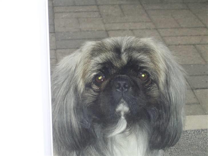 Pekingeser Merle R.I.P. 2006-2011 - Merle`s far Bølle billede 19