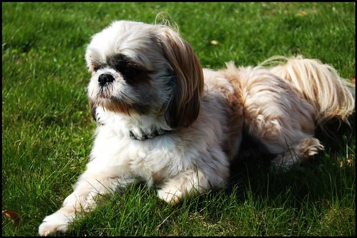Shih tzu Taybes Laban - Gammelt billede, første gang han blev klippet!(: Foto; KNH - Foto. (Mig) billede 8