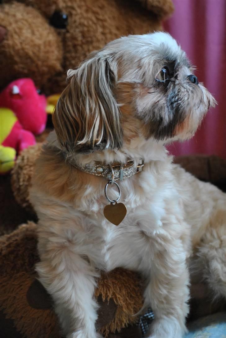 Shih tzu Taybes Laban - Foto; KNH - Foto. (Mig) billede 9