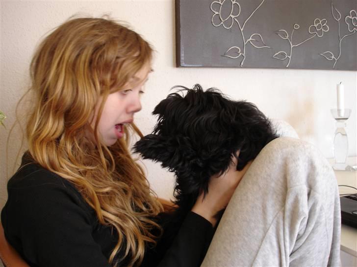 Shih tzu Taybes Coco|Solgt - Det var en fantastisk dag!<3 savner dig smukke, du var alt!:´(<3 billede 2