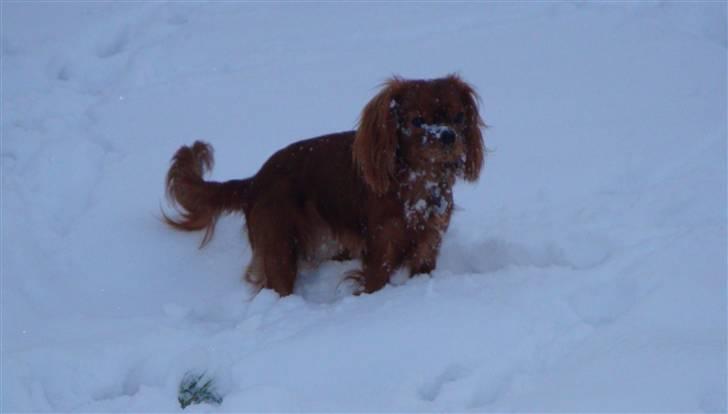 Cavalier king charles spaniel Cavalots Elvis - Elvis elsker at lege i sneen :) billede 13