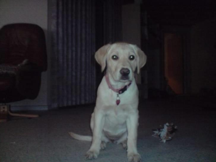 Labrador retriever Zakia billede 1