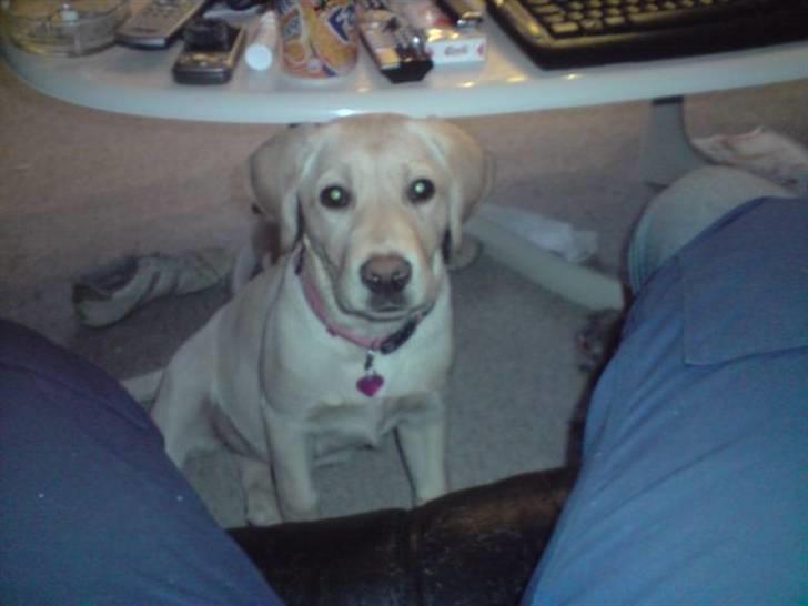 Labrador retriever Zakia billede 2