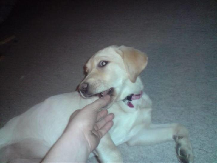 Labrador retriever Zakia billede 3