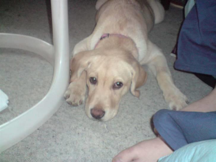 Labrador retriever Zakia billede 4