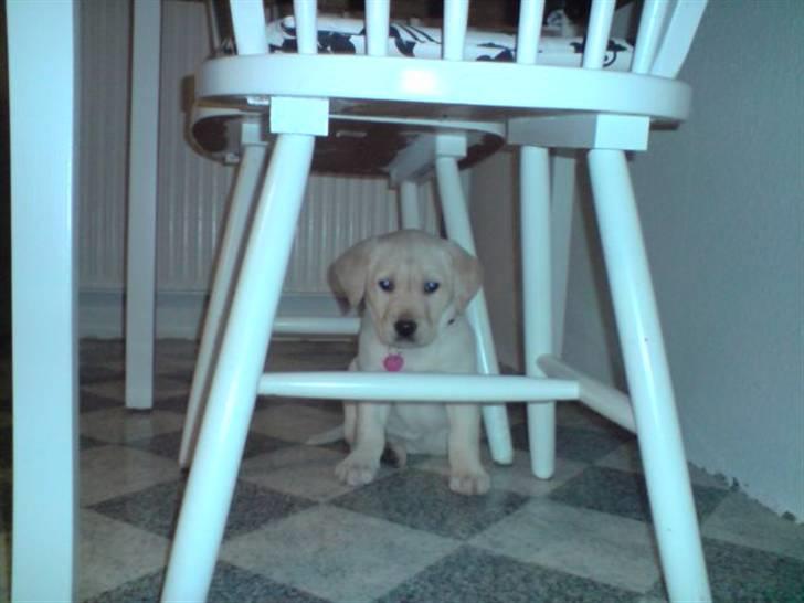 Labrador retriever Zakia - jeg kan da lige være her :) billede 5