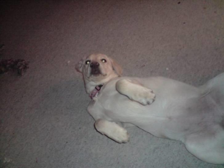 Labrador retriever Zakia billede 6