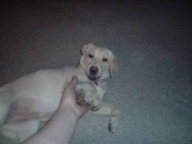 Labrador retriever Zakia billede 7