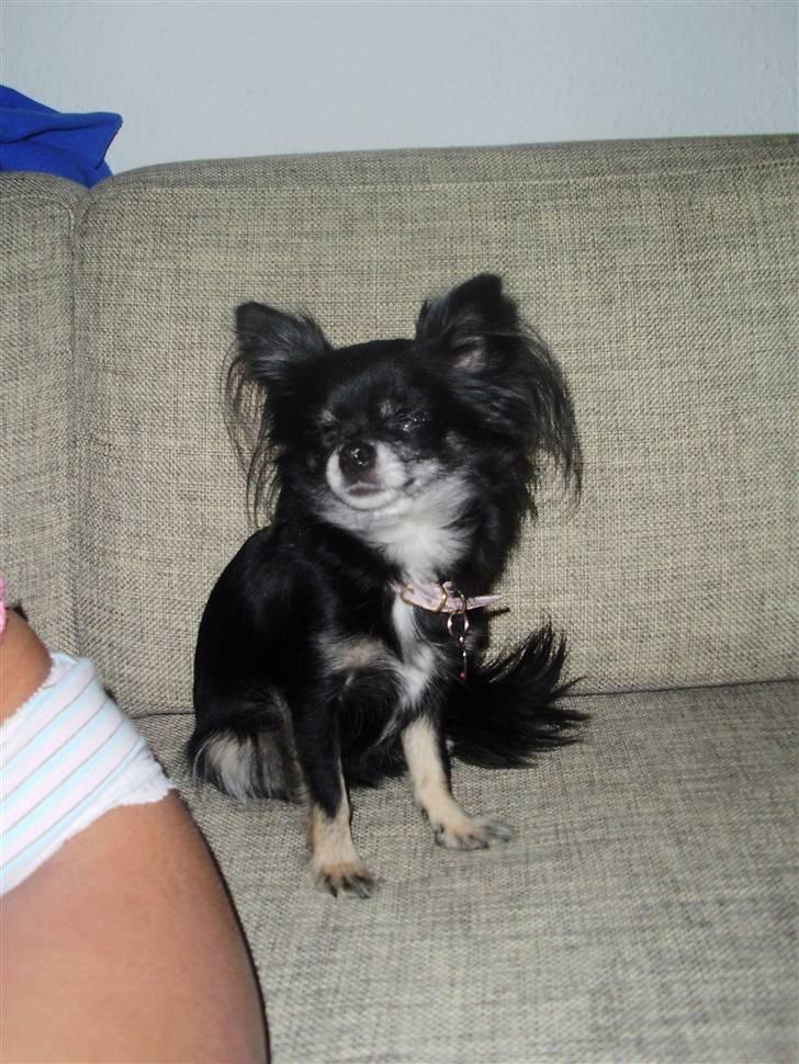 Chihuahua Mulle billede 18