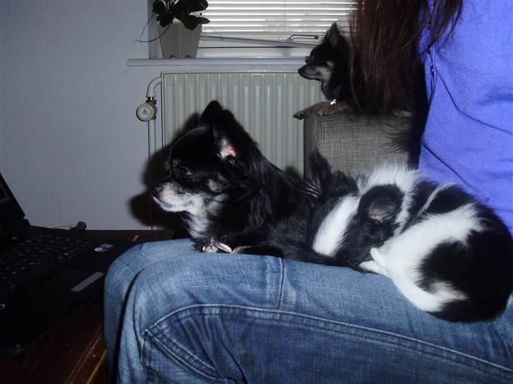 Chihuahua Mulle billede 19