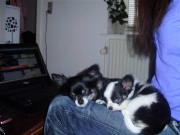 Chihuahua Mulle - Mulle putter med sin hvalp billede 20