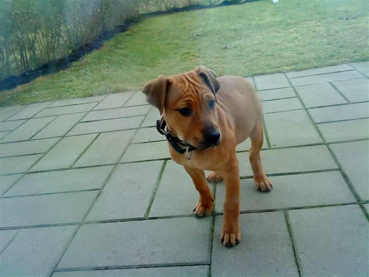 Blanding af racer Tøsen  billede 1