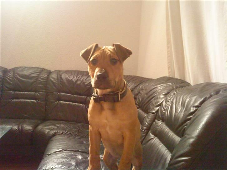 Blanding af racer Tøsen  billede 2