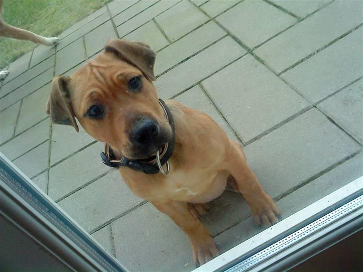 Blanding af racer Tøsen  billede 3