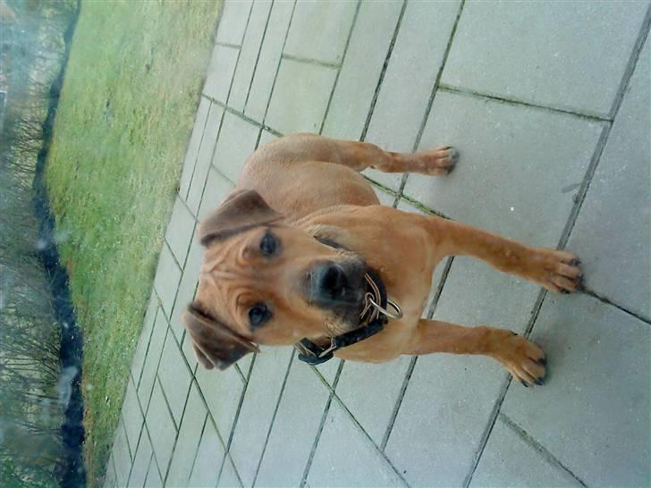 Blanding af racer Tøsen  billede 4