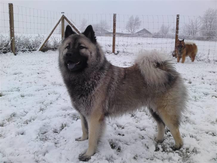 Eurasier kennel Eurojou - Mynte i sneén den 5/2.2009 billede 10