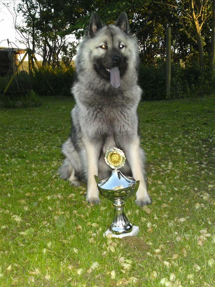 Eurasier kennel Eurojou - "Jubi" en hel oprykning billede 11