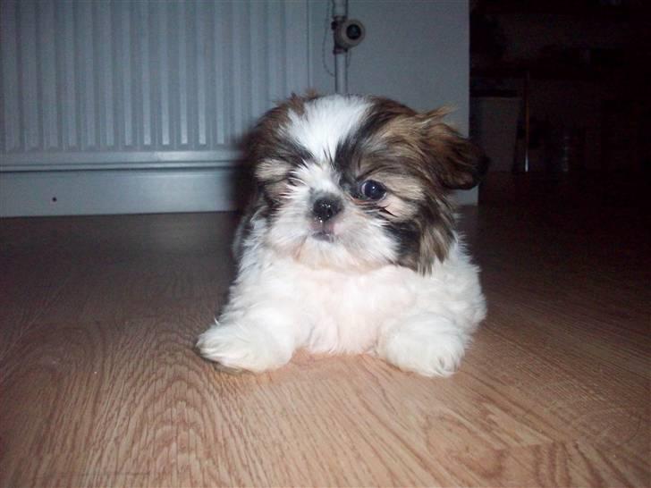 Shih tzu Nellie - Smukke Nellie billede 8