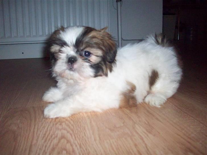 Shih tzu Nellie - Jeg er altid frisk på lidt leg... billede 9