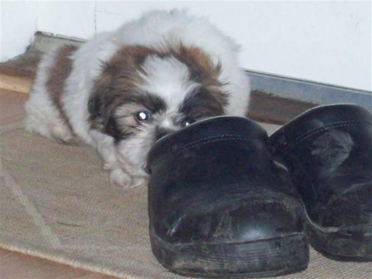 Shih tzu Nellie - Gad vide om jeg kan spise en hel træsko??? billede 10