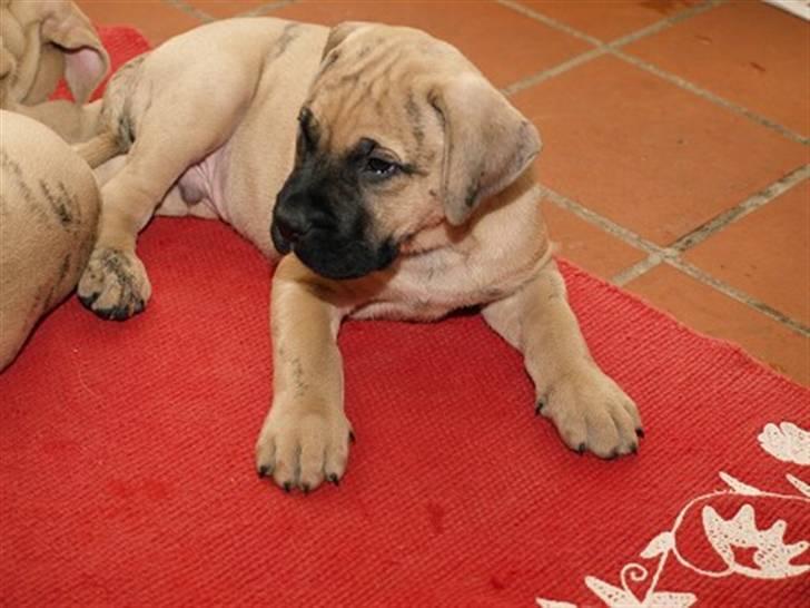 Dogo canario Corax - Tager lige en lille slapper, det skal jo også til engang imellem.. billede 1