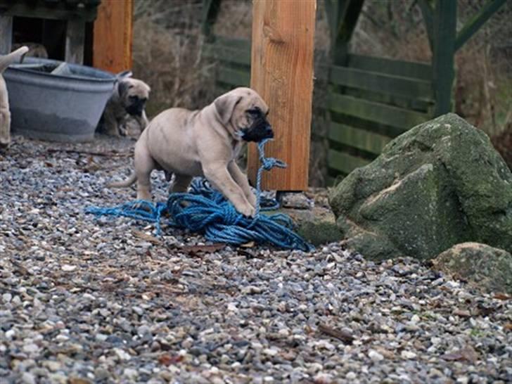 Dogo canario Corax - Her får det farlige reb rigtig en tur! billede 2