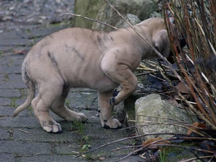 Dogo canario Corax - Hvad mon der gemmer sig herinde bagved? mon nogen der vil lege? billede 3