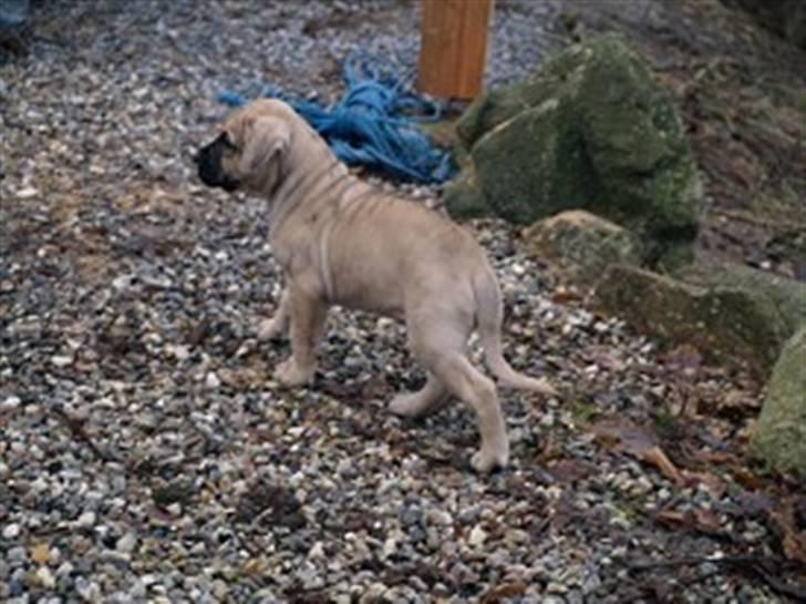 Dogo canario Corax - Se hvor flot og stolt jeg er! billede 4