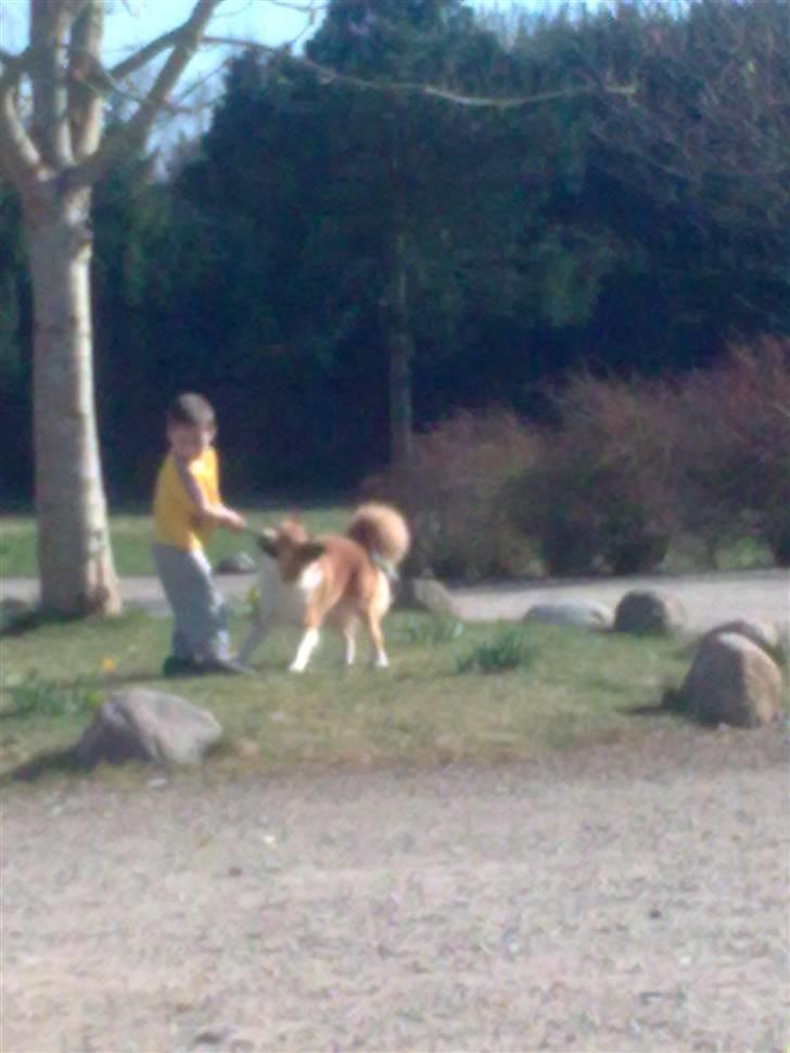 Islandsk fårehund Fenya - Skal nok lege pænt.. billede 13