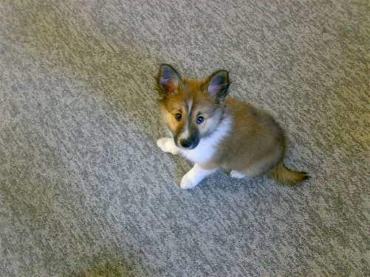 Islandsk fårehund Fenya - Er jeg ikke bare fin billede 17