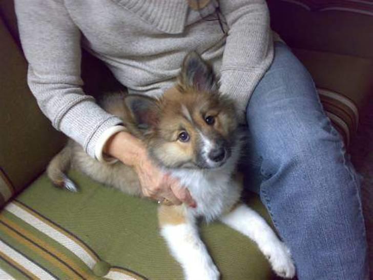 Islandsk fårehund Fenya - Ihhh hvor vi hygger billede 14