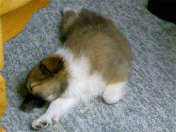 Islandsk fårehund Fenya - En lille træt uldtot billede 18