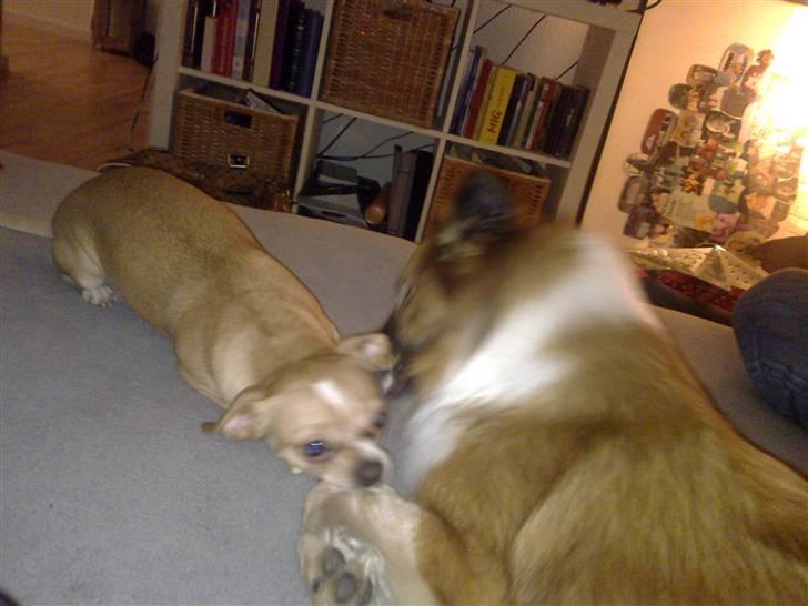 Islandsk fårehund Fenya - Dejligt med lidt at tykke i... billede 12