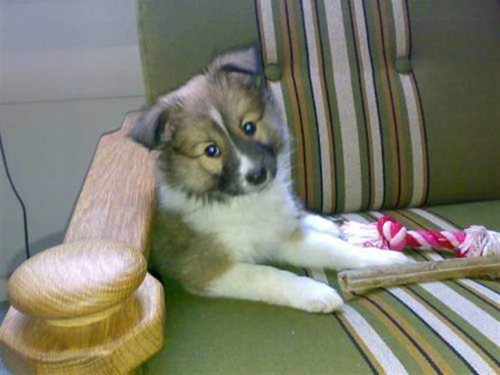 Islandsk fårehund Fenya - Hej med jer!! billede 16