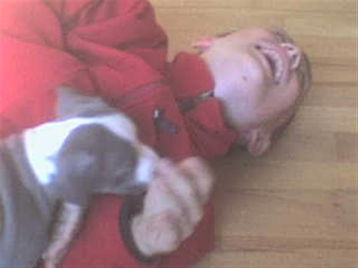 Amerikansk staffordshire terrier Misha - Mike og Misha Leger  billede 1