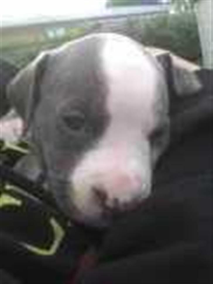 Amerikansk staffordshire terrier Misha - det var lige før vi fik hende hjem  billede 2