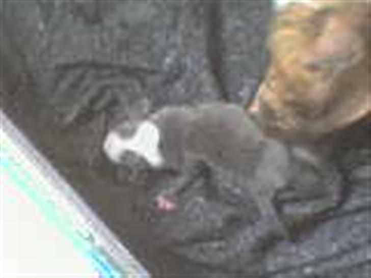 Amerikansk staffordshire terrier Misha - Misha sammen med sin mor  billede 3