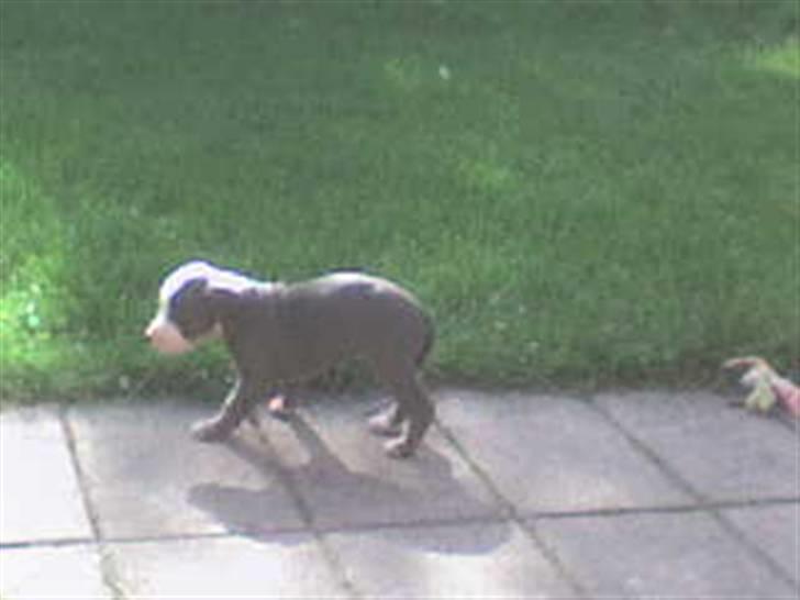 Amerikansk staffordshire terrier Misha - Første tur i haven ;)  billede 4