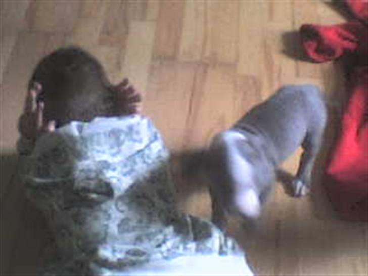 Amerikansk staffordshire terrier Misha - Misha og Nicklas  billede 5