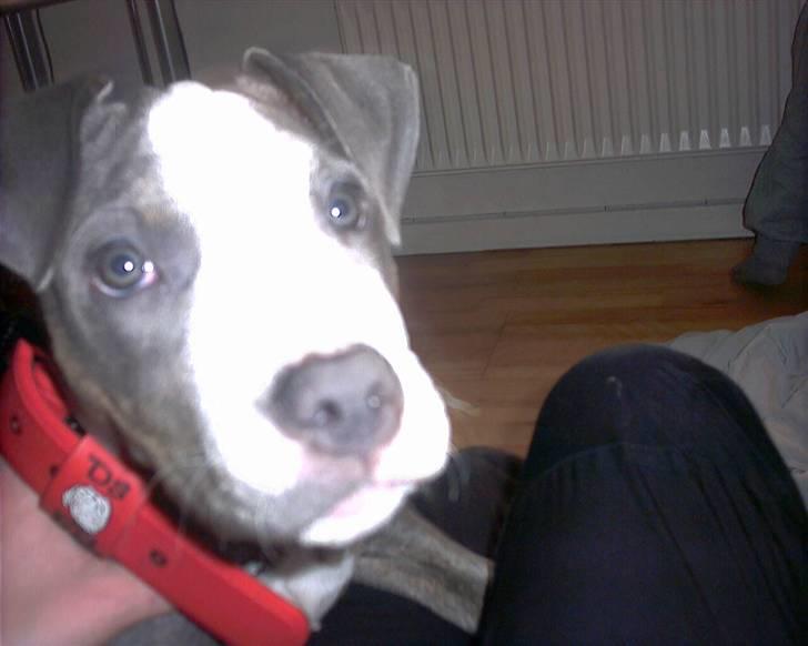 Amerikansk staffordshire terrier Misha - Misha Som hun ser ud nu cirka  billede 6