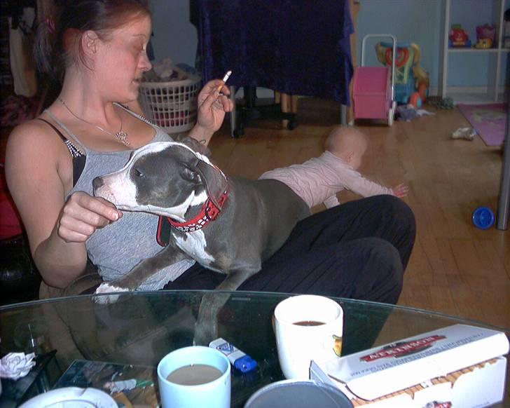 Amerikansk staffordshire terrier Misha - Belinda og Misha  billede 7