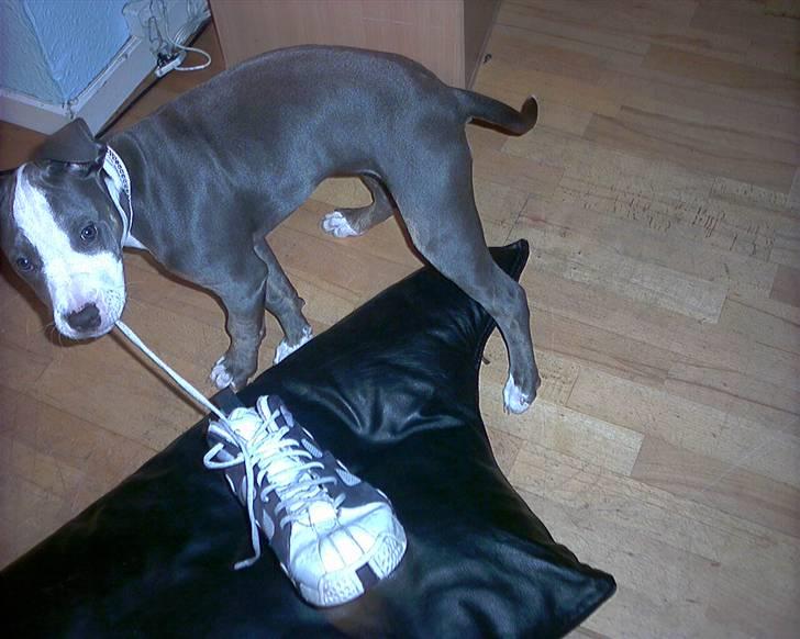 Amerikansk staffordshire terrier Misha - Puha Misha leger med noget hun ikke må, taget på fast gerniing  billede 8