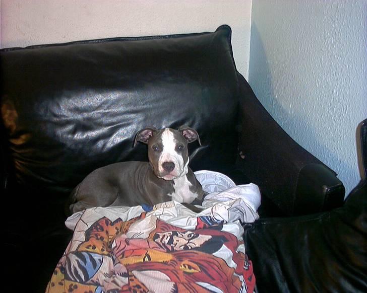 Amerikansk staffordshire terrier Misha - Misha slapper af  billede 9